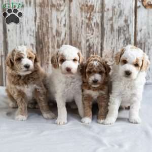 Bella, Mini Labradoodle Puppy